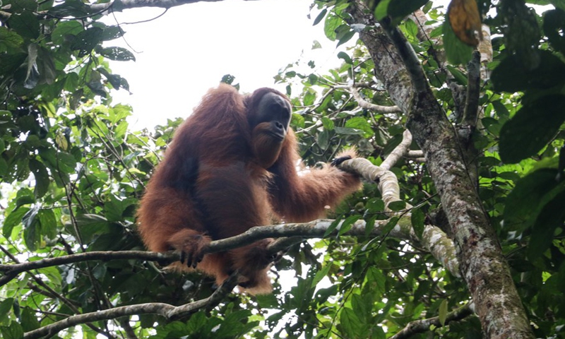 A wild male Sumatran Orangutan is seen on the top of the tree before it is caught for rescued at Summer Bakti village in Nagan Raya district, Aceh, Indonesia. Sept. 25, 2021.(Photo: Xinhua)