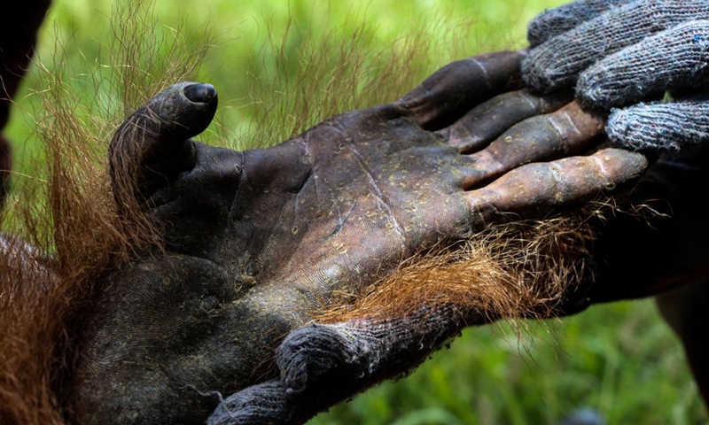 A volunteer hold hands of a Sumatran Orangutan (Pongo Abelii) after it is caught for rescued at Summer Bakti village in Nagan Raya district, Aceh, Indonesia. Sept. 25, 2021.(Photo: Xinhua)