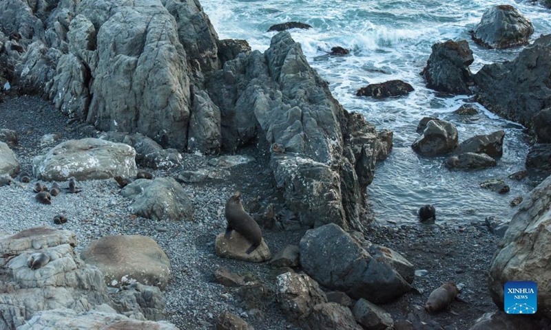 Photo taken on Oct. 2, 2021 shows New Zealand fur seals in Kaikoura, South Island, New Zealand. (Xinhua/Guo Lei)
