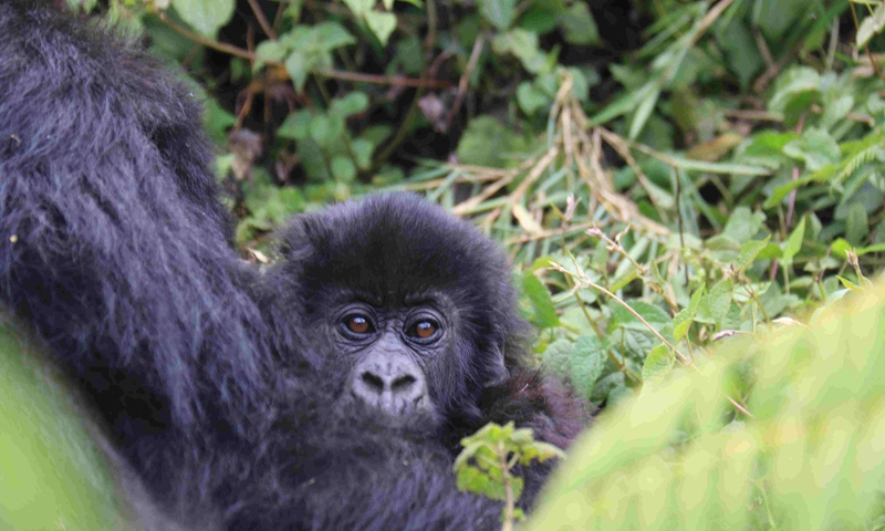 The photo taken at Volcanoes National Park in northwestern Rwanda, Sept. 22, 2021 shows a baby mountain gorilla looking out in mountain gorilla mother's arms.(Photo: Xinhua)