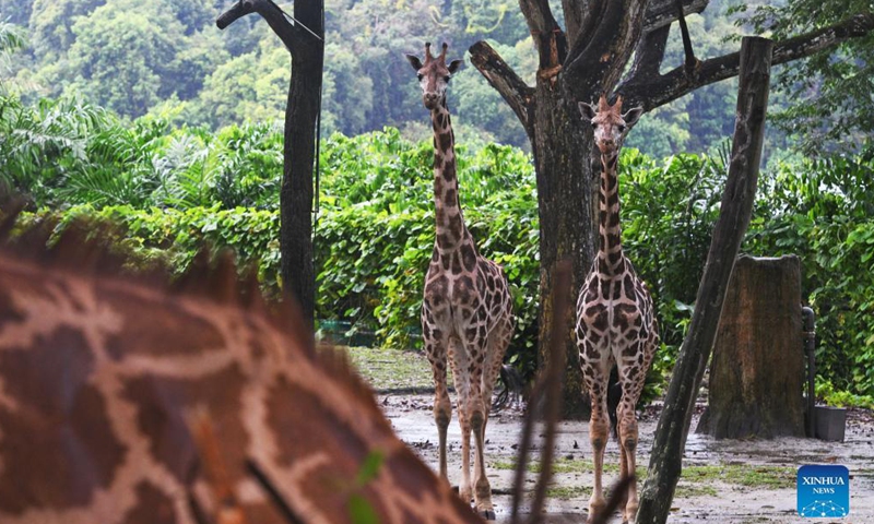 Two young Rothschild's giraffes are seen in their public debut at the Singapore Zoo in Singapore on Sep 30, 2021.Photo:Xinhua