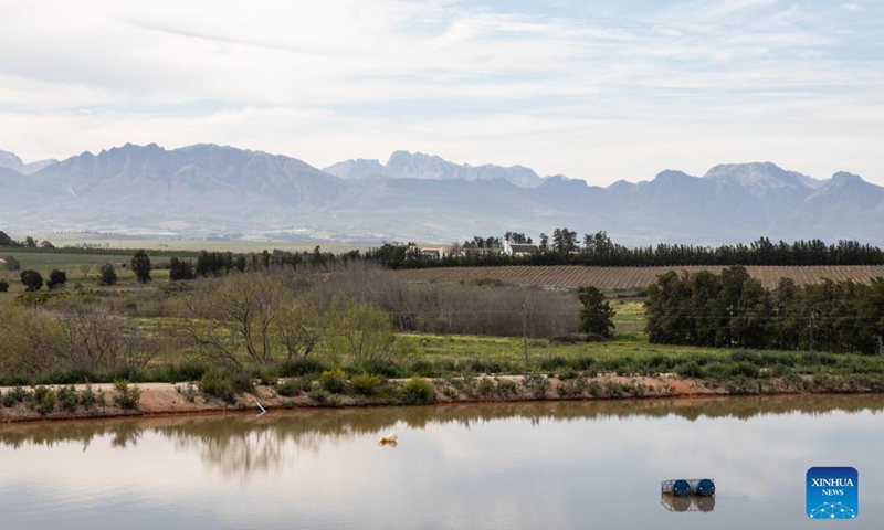 Photo taken on Sept. 21, 2021 shows a view of a wine farm in Paarl, South Africa. World Wildlife Fund (WWF) South Africa announced that 50 wine farms in the country have been recognized as WWF Conservation Champions for their regenerative farming practices.Photo:Xinhua