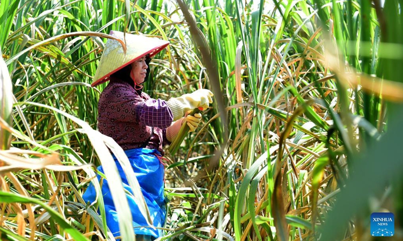 A villager harvests water bamboo in Lumiao Village of Yingshang County in Fuyang, east China's Anhui Province, Oct. 1, 2021. Photo:Xinhua