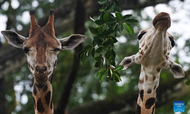 Two young Rothschild's giraffes are seen in their public debut at the Singapore Zoo in Singapore on Sep 30, 2021.Photo:Xinhua