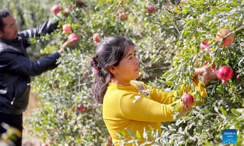 Villagers pick pomegranates in Qira Town of Qira County in Hotan Prefecture, northwest China's Xinjiang Uygur Autonomous Region, Oct. 1, 2021.Photo:Xinhua