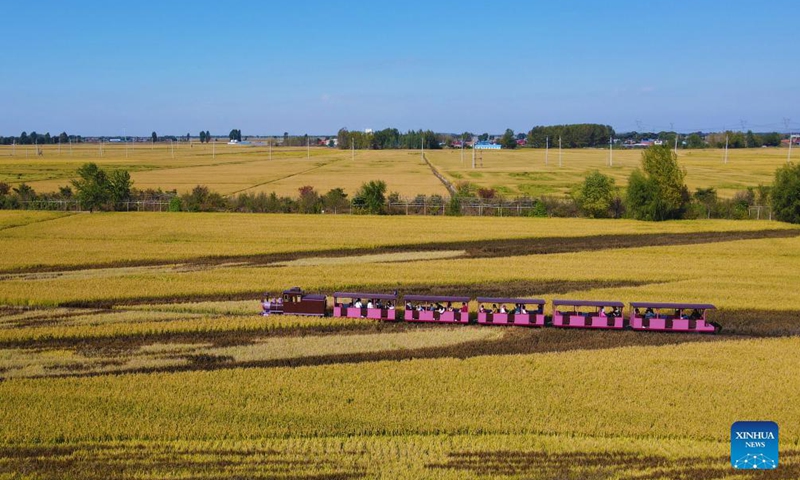 Aerial photo taken on Oct. 1, 2021 shows tourists viewing scenery on a train in paddy fields in Shenbei New District of Shenyang, northeast China's Liaoning Province.Photo:Xinhua