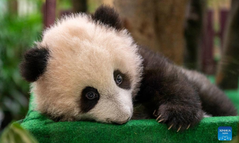 A giant panda cub is seen at Zoo Negara near Kuala Lumpur, Malaysia, Oct. 1, 2021. Malaysians on Friday flocked to Zoo Negara, the country's national zoo, eager to lay eyes on the third giant panda cub born in Malaysia which is being unveiled to the public for the first time.Photo:Xinhua