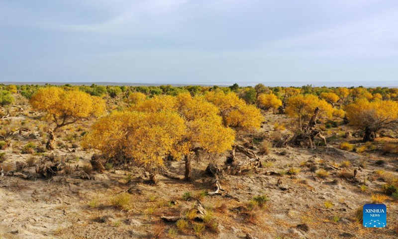 Aerial photo taken on Oct. 1, 2021 shows desert poplar (populus euphratica) forest in Yiwu County of Hami, northwest China's Xinjiang Uygur Autonomous Region.(Photo: Xinhua)
