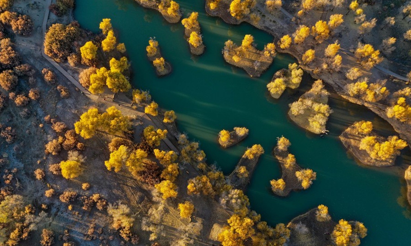 Aerial photo taken on Oct. 18, 2020 shows the autumn scenery of the populus euphratica forest in Ejina Banner, north China's Inner Mongolia Autonomous Region.(Photo: Xinhua)