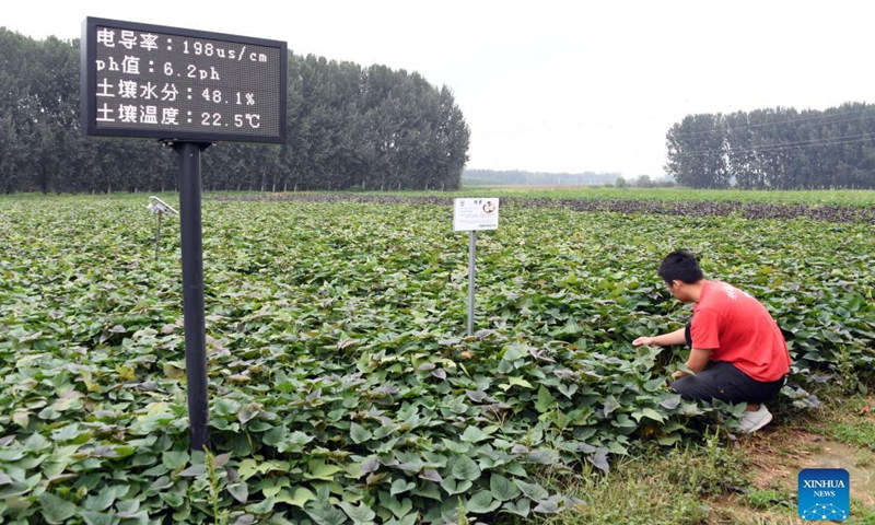 Wang Yingchao, student of China Agricultural University, checks sweet potato in the Future Farm in Xifangezhuang Village in Pinggu District, Beijing, capital of China, Sept. 14, 2021. Vegetables and fruits in the Future Farm cropped well this autumn. The farm features an intelligent management system in which intelligent devices such as sensors are used to collect the data in real time for accurate management. (Xinhua/Ren Chao)