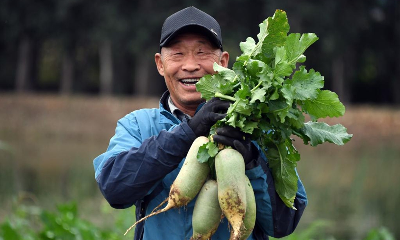 A villager shows a bunch of radishes in the Future Farm in Xifangezhuang Village in Pinggu District, Beijing, capital of China, Oct. 4, 2021. Vegetables and fruits in the Future Farm cropped well this autumn. The farm features an intelligent management system in which intelligent devices such as sensors are used to collect the data in real time for accurate management. (Xinhua/Ren Chao)