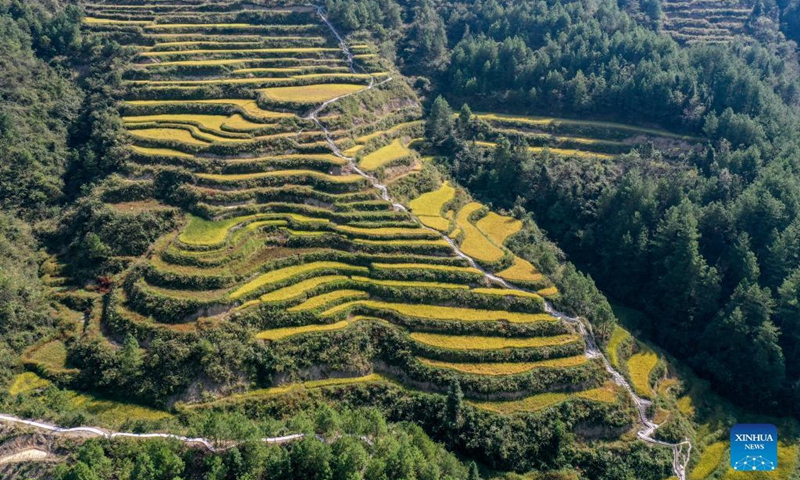 Aerial photo taken on Oct. 3, 2021 shows the terraced fields in Youyang Tujia and Miao Autonomous County, southwest China's Chongqing Municipality. (Xinhua/Huang Wei)