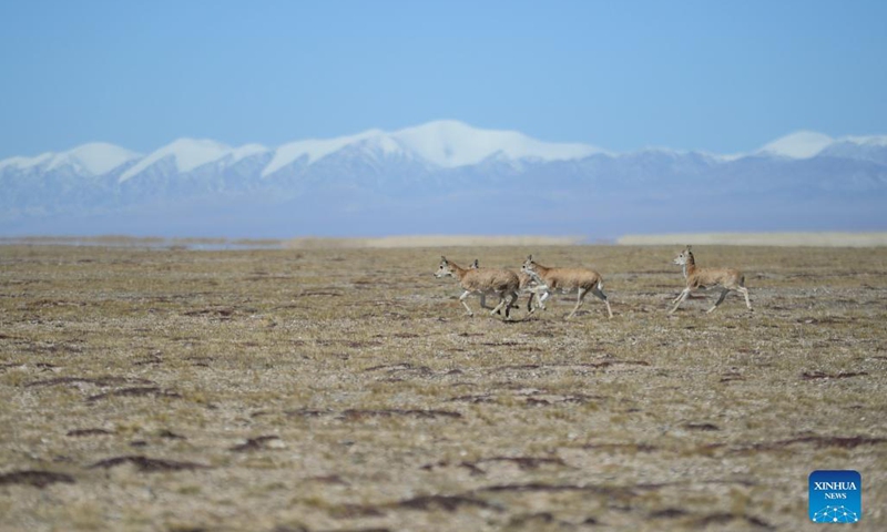 Photo taken on Sept. 28, 2021 shows Tibetan antelopes running in Hoh Xil National Nature Reserve in northwest China's Qinghai Province. In recent years, Hoh Xil National Nature Reserve, a World Heritage Site in northwest China's Qinghai Province, has continuously strengthened its protection, effectively curbing the poaching of Tibetan antelopes. (Xinhua/Yan Fujing)