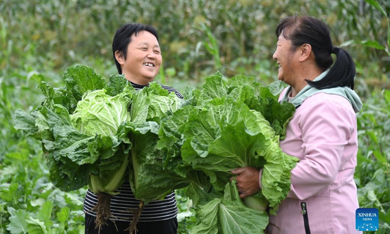 Villagers harvest cabbages in the Future Farm in Xifangezhuang Village in Pinggu District, Beijing, capital of China, Oct. 4, 2021. Vegetables and fruits in the Future Farm cropped well this autumn. The farm features an intelligent management system in which intelligent devices such as sensors are used to collect the data in real time for accurate management. (Xinhua/Ren Chao)