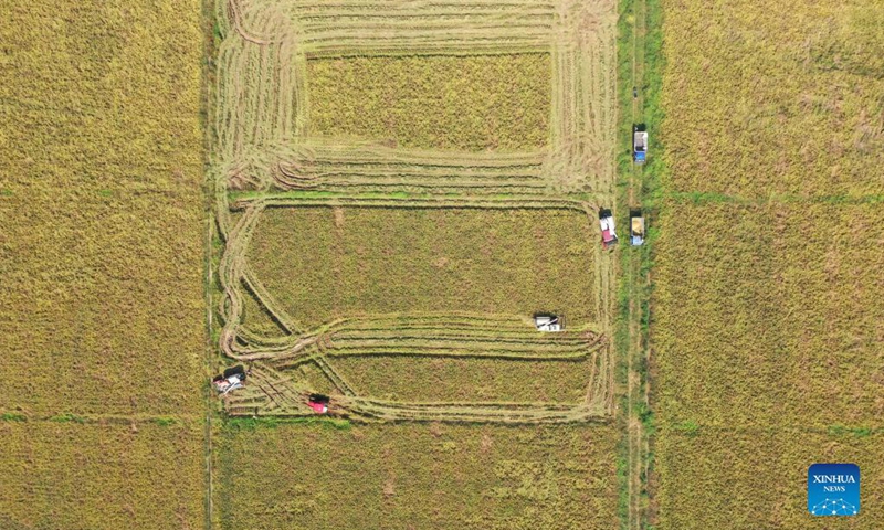 Aerial photo taken on Oct. 4, 2021 shows harvesters reaping rice in Jiangxiang Town in Nanchang, east China's Jiangxi Province. (Xinhua/Peng Zhaozhi)