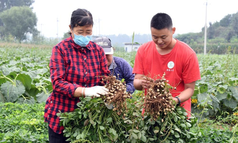 Wang Yingchao (R), student of China Agricultural University, harvests peanuts with local farmers in the Future Farm in Xifangezhuang Village in Pinggu District, Beijing, capital of China, Sept. 19, 2021. Vegetables and fruits in the Future Farm cropped well this autumn. The farm features an intelligent management system in which intelligent devices such as sensors are used to collect the data in real time for accurate management. (Xinhua/Ren Chao)