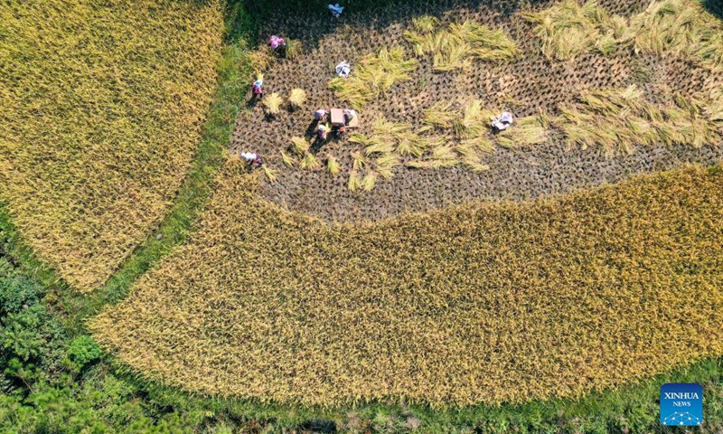Aerial photo taken on Oct. 3, 2021 shows villagers reaping paddy rice in Youyang Tujia and Miao Autonomous County, southwest China's Chongqing Municipality. (Xinhua/Huang Wei)