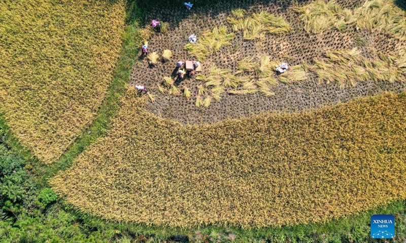Aerial photo taken on Oct. 3, 2021 shows villagers reaping paddy rice in Youyang Tujia and Miao Autonomous County, southwest China's Chongqing Municipality. (Xinhua/Huang Wei)

