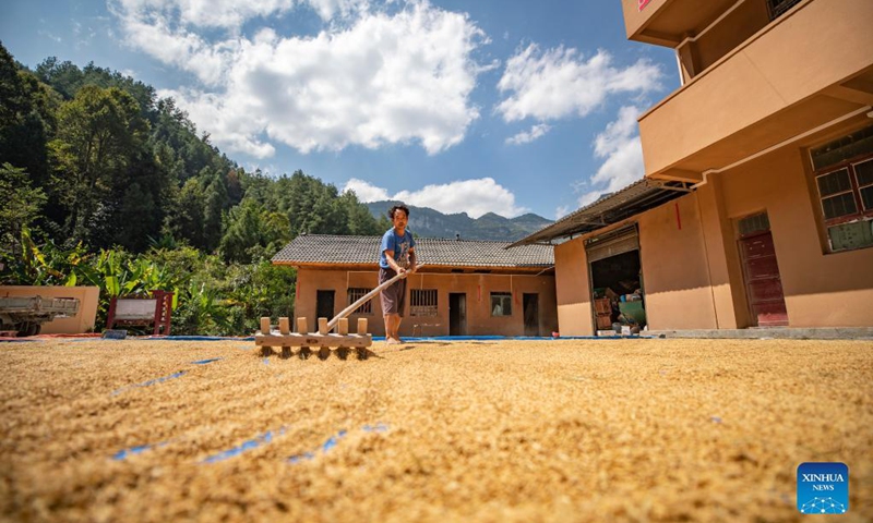 Photo taken on Oct. 3, 2021 shows a villager drying paddy rice in Youyang Tujia and Miao Autonomous County, southwest China's Chongqing Municipality. (Xinhua/Huang Wei)