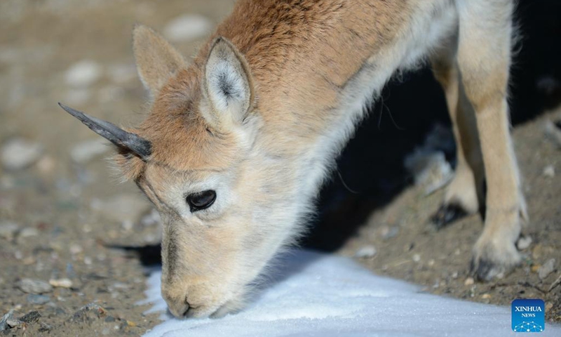 Photo taken on Sept. 28, 2021 shows a Tibetan antelope at a wildlife rescue center of the Sonam Dargye Protection Station in Hoh Xil, northwest China's Qinghai Province. In recent years, Hoh Xil National Nature Reserve, a World Heritage Site in northwest China's Qinghai Province, has continuously strengthened its protection, effectively curbing the poaching of Tibetan antelopes.(Xinhua/Yan Fujing)