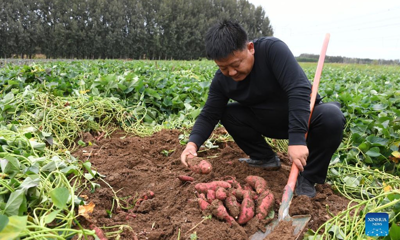 A villager harvests sweet potatoes in the Future Farm in Xifangezhuang Village in Pinggu District, Beijing, capital of China, Oct. 4, 2021. Vegetables and fruits in the Future Farm cropped well this autumn. The farm features an intelligent management system in which intelligent devices such as sensors are used to collect the data in real time for accurate management. (Xinhua/Ren Chao)