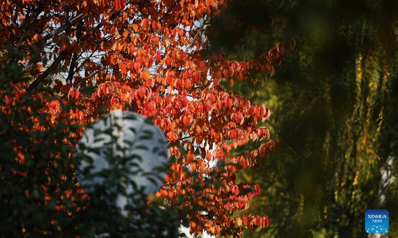 Photo taken on Oct. 4, 2021 shows red leaves on a tree in Moscow, Russia. (Xinhua/Evgeny Sinitsyn)