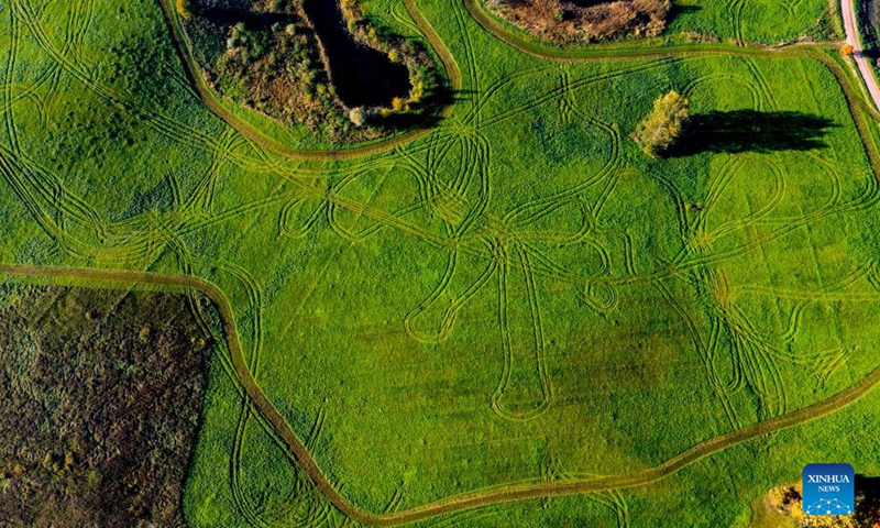 Aerial photo taken on Oct. 3, 2021 shows the autumn scenery in Cesis, Latvia. (Photo by Edijs Palens/Xinhua)