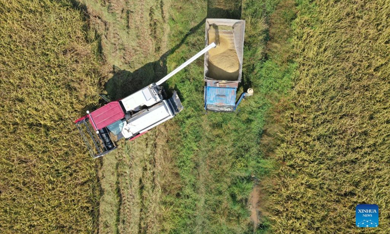 Aerial photo taken on Oct. 4, 2021 shows farmers loading newly harvested rice onto a truck in Jiangxiang Town in Nanchang, east China's Jiangxi Province. (Xinhua/Peng Zhaozhi)