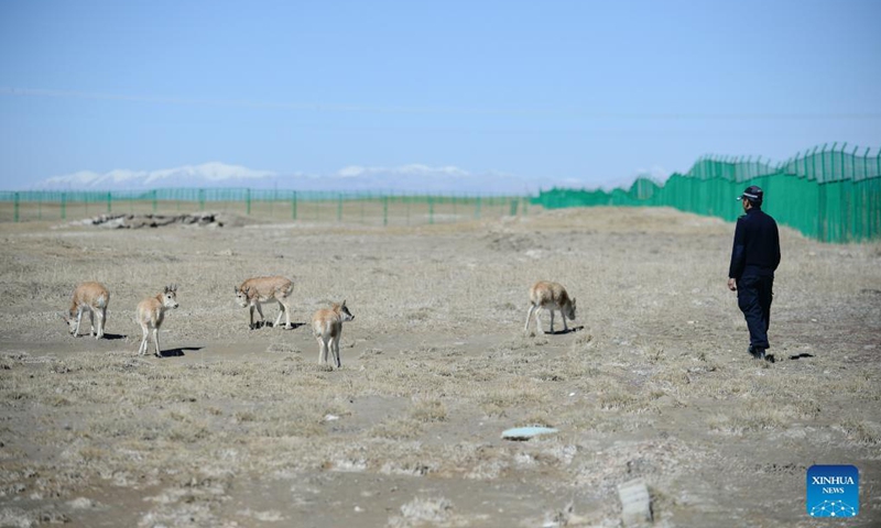 Photo taken on Sept. 28, 2021 shows Tibetan antelopes at a wildlife rescue center of the Sonam Dargye Protection Station in Hoh Xil, northwest China's Qinghai Province. In recent years, Hoh Xil National Nature Reserve, a World Heritage Site in northwest China's Qinghai Province, has continuously strengthened its protection, effectively curbing the poaching of Tibetan antelopes.(Xinhua/Yan Fujing)