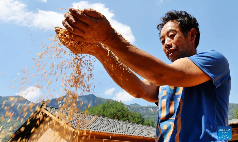 Photo taken on Oct. 3, 2021 shows a villager checking newly harvested paddy rice in Youyang Tujia and Miao Autonomous County, southwest China's Chongqing Municipality. (Photo by Chen Bisheng/Xinhua)