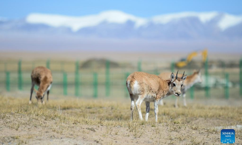 Photo taken on Sept. 28, 2021 shows Tibetan antelopes at a wildlife rescue center of the Sonam Dargye Protection Station in Hoh Xil, northwest China's Qinghai Province. In recent years, Hoh Xil National Nature Reserve, a World Heritage Site in northwest China's Qinghai Province, has continuously strengthened its protection, effectively curbing the poaching of Tibetan antelopes.(Xinhua/Xue Yubin)