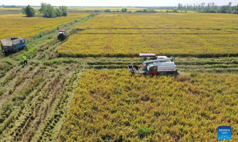 Aerial photo taken on Oct. 4, 2021 shows harvesters reaping rice in Jiangxiang Town in Nanchang, east China's Jiangxi Province. (Xinhua/Peng Zhaozhi)