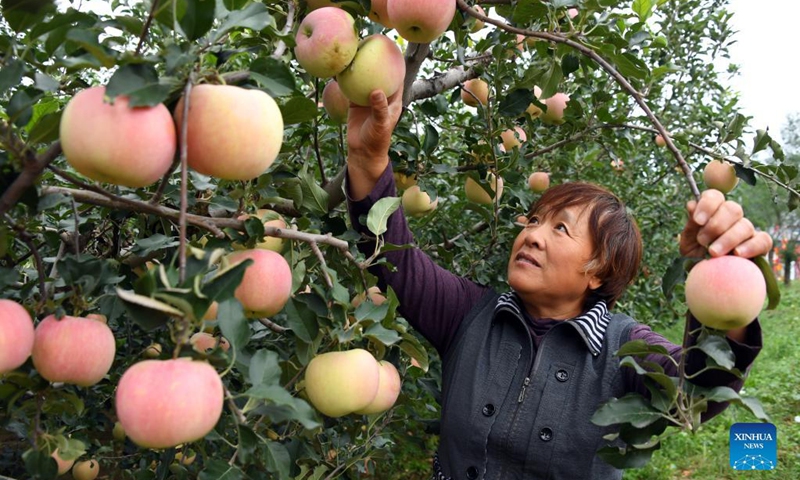 A villager harvests apples in the Future Farm in Xifangezhuang Village in Pinggu District, Beijing, capital of China, Oct. 4, 2021. Vegetables and fruits in the Future Farm cropped well this autumn. The farm features an intelligent management system in which intelligent devices such as sensors are used to collect the data in real time for accurate management. (Xinhua/Ren Chao)