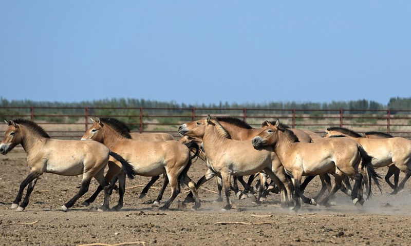 Przewalski's horses are seen at the Xinjiang Wild Horse Breeding and Research Center in Jimsar County, northwest China's Xinjiang Uygur Autonomous Region, Aug. 9, 2021.(Photo: Xinhua)