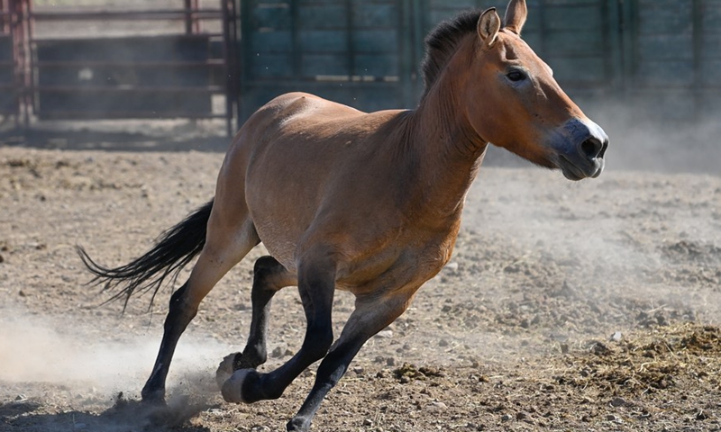 A Przewalski's horse is seen at the Xinjiang Wild Horse Breeding and Research Center in Jimsar County, northwest China's Xinjiang Uygur Autonomous Region, Aug. 11, 2021.(Photo: Xinhua)