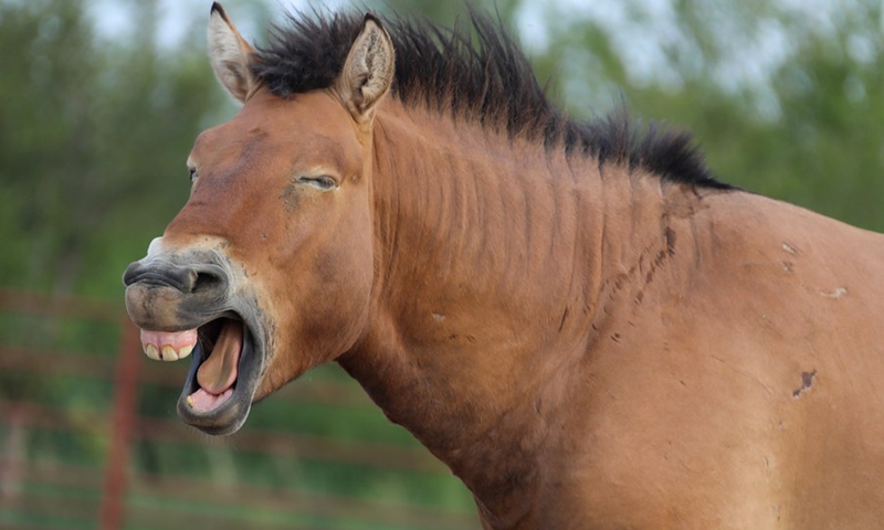 A Przewalski's horse is seen at the Xinjiang Wild Horse Breeding and Research Center in Jimsar County, northwest China's Xinjiang Uygur Autonomous Region, Aug. 4, 2021.(Photo: Xinhua)