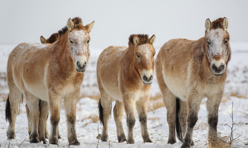 Przewalski's horses seek for food at the Kalamaili Nature Reserve, northwest China's Xinjiang Uygur Autonomous Region, Nov. 25, 2018.(Photo: Xinhua)