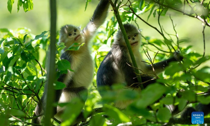 Snub-nosed monkeys are pictured at the Yunnan Snub-nosed Monkey National Park in Shangri-La, Deqen Tibetan Autonomous Prefecture, southwest China's Yunnan Province, July 19, 2021.Photo:Xinhua