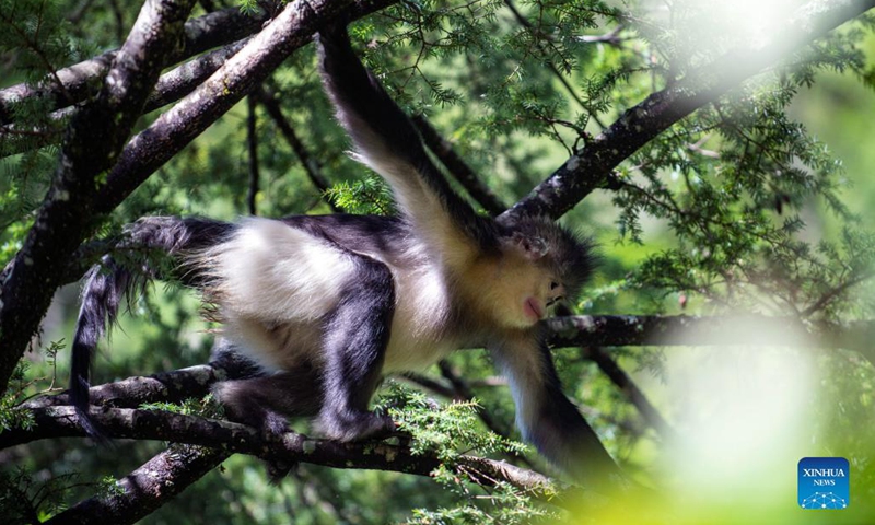 Snub-nosed monkeys are pictured at the Yunnan Snub-nosed Monkey National Park in Shangri-La, Deqen Tibetan Autonomous Prefecture, southwest China's Yunnan Province, July 19, 2021.Photo:Xinhua