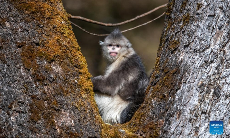 Snub-nosed monkeys are pictured at the Yunnan Snub-nosed Monkey National Park in Shangri-La, Deqen Tibetan Autonomous Prefecture, southwest China's Yunnan Province, July 19, 2021.Photo:Xinhua