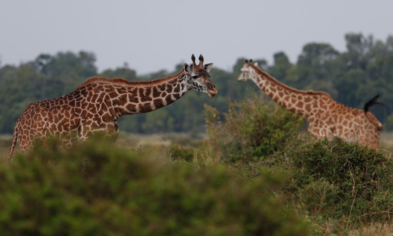Giraffes are seen at the Masai Mara National Reserve, Kenya, Aug. 30, 2021.(Photo: Xinhua)