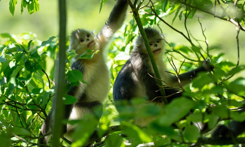 Snub-nosed monkeys are pictured at the Yunnan Snub-nosed Monkey National Park in Shangri-La, Deqen Tibetan Autonomous Prefecture, southwest China's Yunnan Province, July 19, 2021.(Photo: Xinhua)
