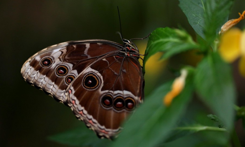 A blue morpho butterfly is seen at a zoo in Jerusalem on Oct. 12, 2021.(Photo: Xinhua)