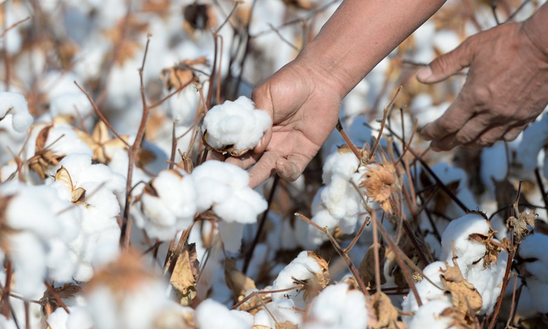 File photo shows a farmer checking the quality of cotton in a field in Wenjiazhuang Village, Manas County of northwest China's Xinjiang Uygur Autonomous Region, Oct. 17, 2020.(Photo: Xinhua)