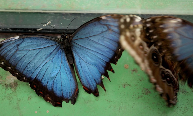 A blue morpho butterfly is seen at a zoo in Jerusalem on Oct. 12, 2021.(Photo: Xinhua)