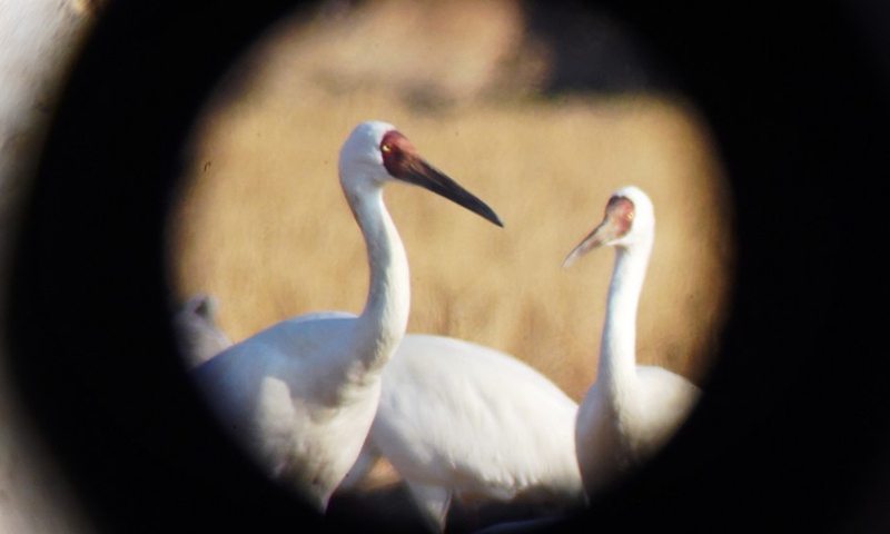 Photo taken on Jan. 18, 2021 through a telescope shows white cranes in the Kangshan reclamation zone, which serves as one of the birds' wintering habitats near the Poyang Lake, in Yugan County, east China's Jiangxi Province.(Photo: Xinhua)