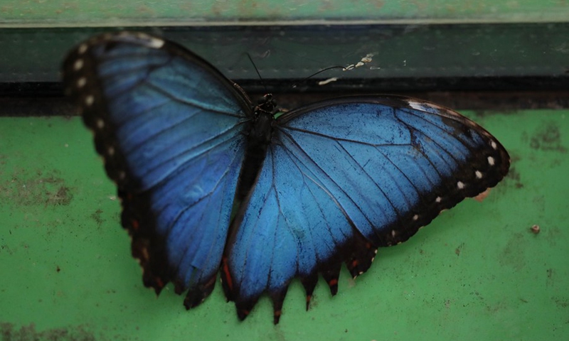 A blue morpho butterfly is seen at a zoo in Jerusalem on Oct. 12, 2021.(Photo: Xinhua)