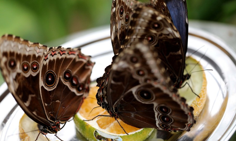 Blue morpho butterflies are seen at a zoo in Jerusalem on Oct. 12, 2021.(Photo: Xinhua)