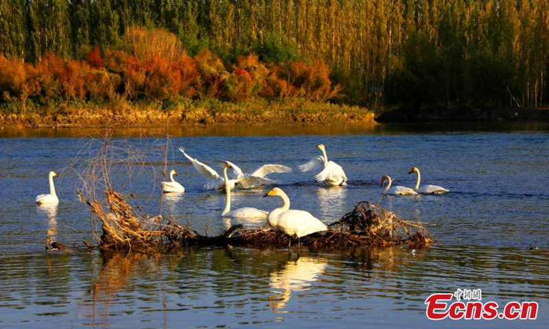 Swans stand on the shore of the Kaidu River, Xinjiang Uygur Autonomous Region, Oct. 13, 2021.Photo:China News Service