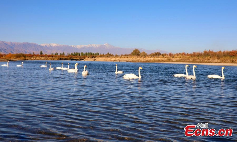 Swans stand on the shore of the Kaidu River, Xinjiang Uygur Autonomous Region, Oct. 13, 2021.Photo:China News Service